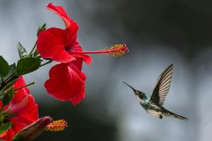 The Nature Conservancy is looking for a conservation intern.